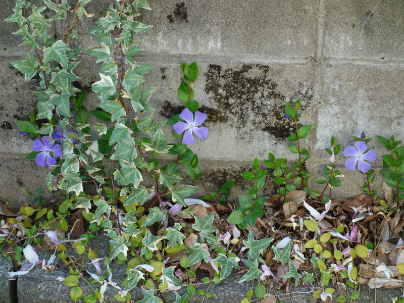 ツルニチニチソウ