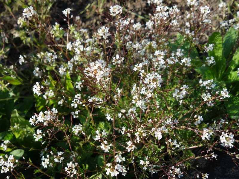 タネツケバナ（種漬花）