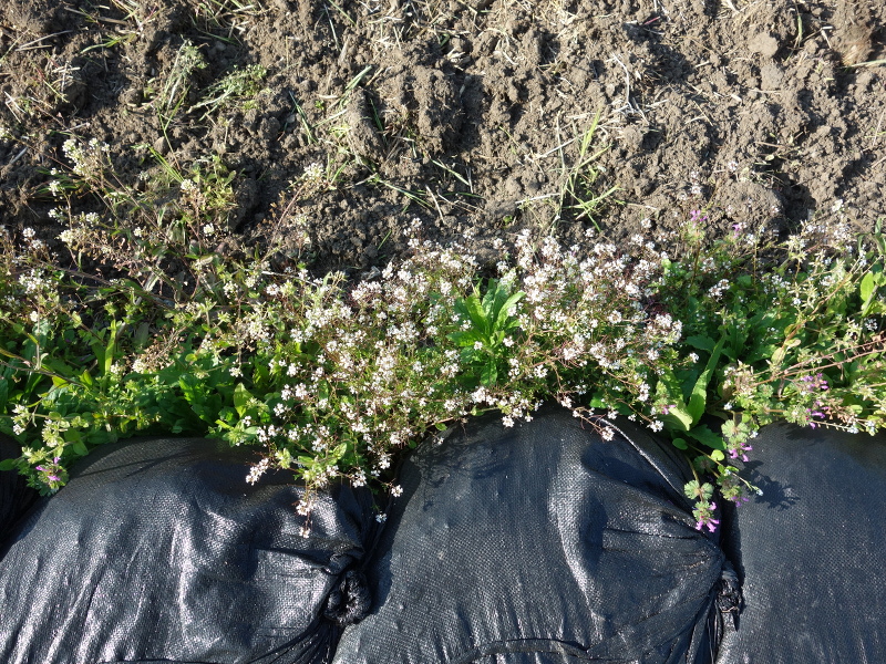 タネツケバナ（種漬花）