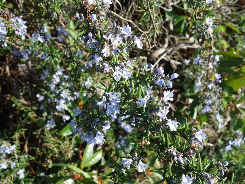 タネツケバナ（種漬花）