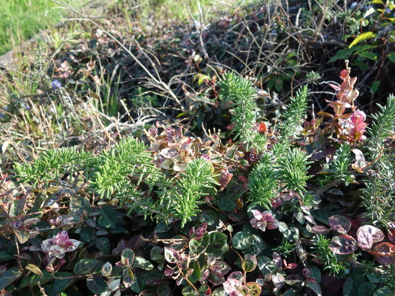 タネツケバナ（種漬花）