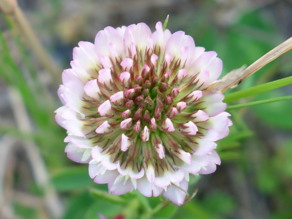 モモイロシロツメクサ（桃色白詰草）