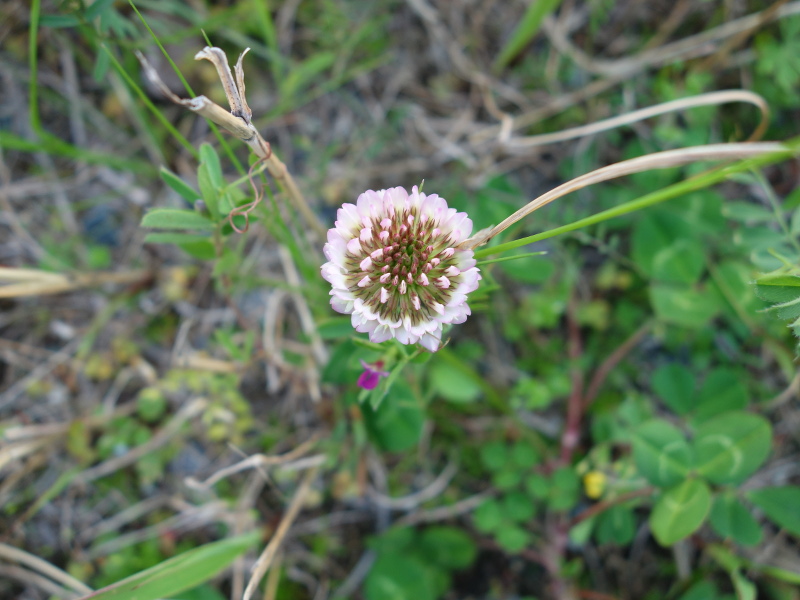 モモイロシロツメクサ（桃色白詰草）