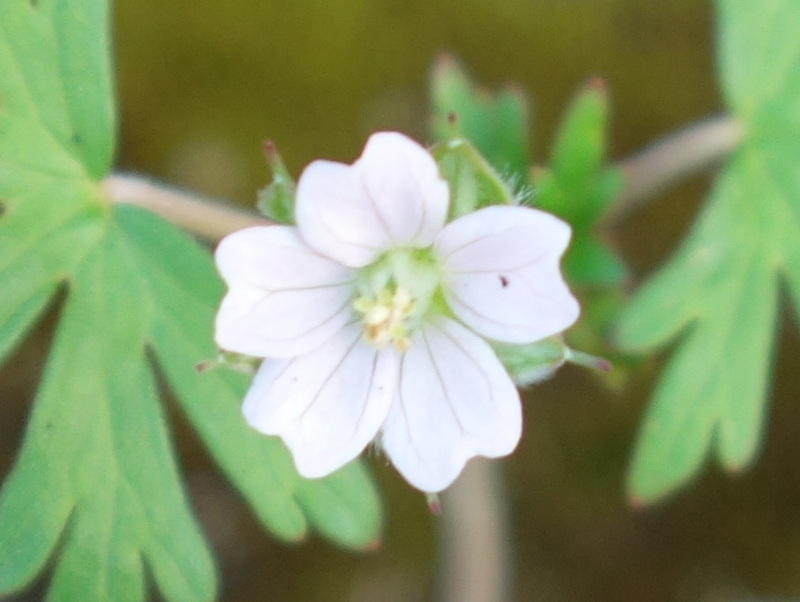 アメリカフウロ