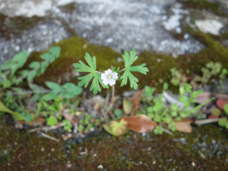 アメリカフウロ
