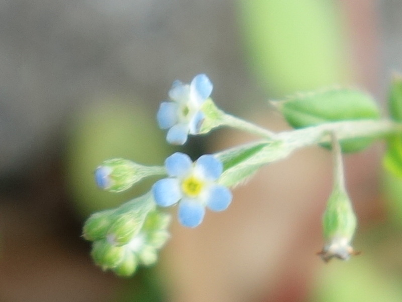 キュウリグサ（胡瓜草）