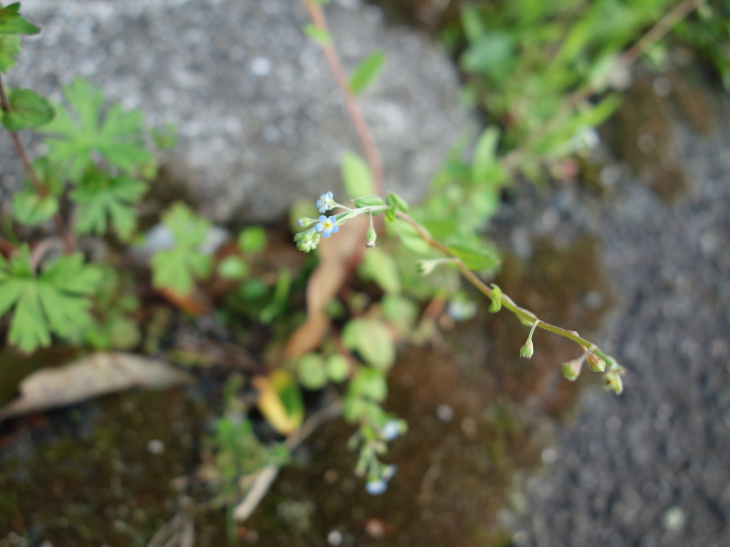 キュウリグサ（胡瓜草）