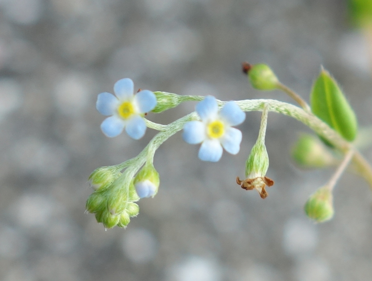 キュウリグサ（胡瓜草）