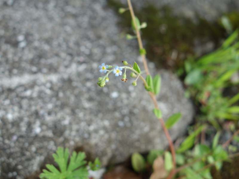 キュウリグサ（胡瓜草）