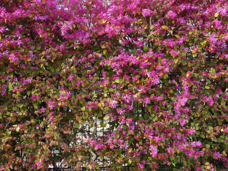 ベニバナトキワマンサク（紅花常盤万作）