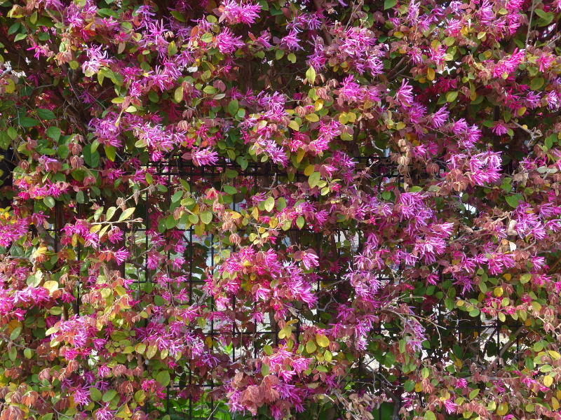 ベニバナトキワマンサク（紅花常盤万作）