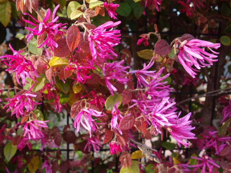 ベニバナトキワマンサク（紅花常盤万作）