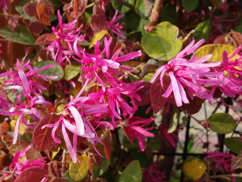 ベニバナトキワマンサク（紅花常盤万作）