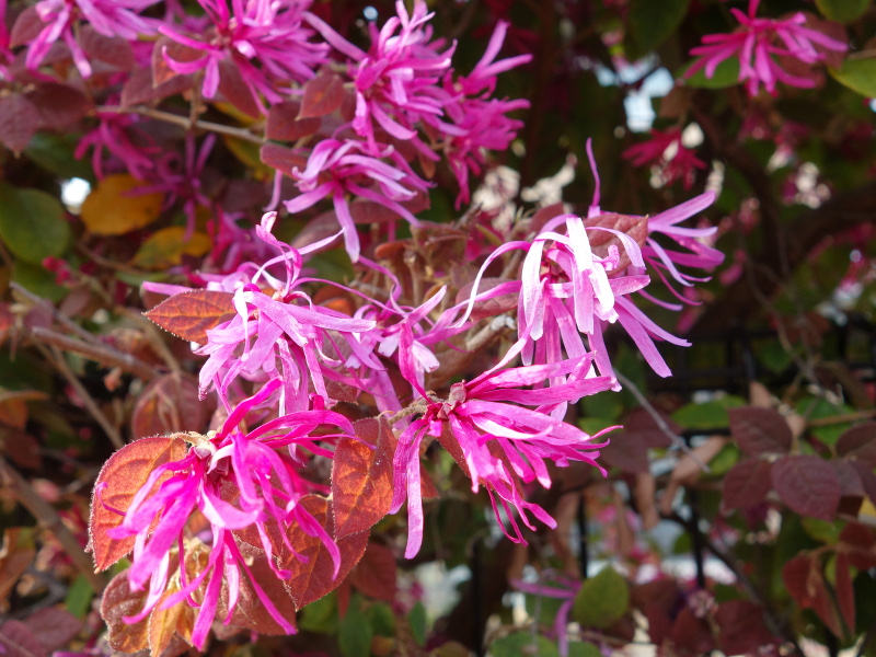 ベニバナトキワマンサク（紅花常盤万作）