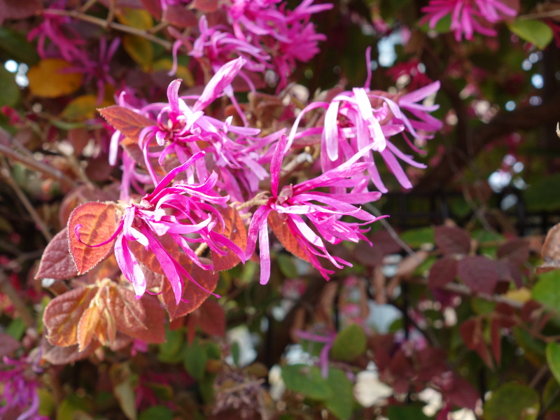 ベニバナトキワマンサク（紅花常盤万作）