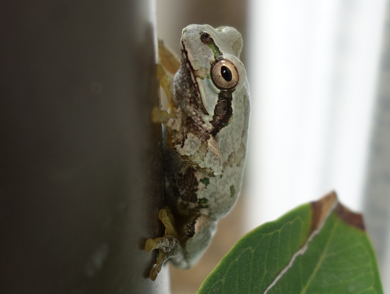 トタン板の壁の塗装の色になったアマガエル