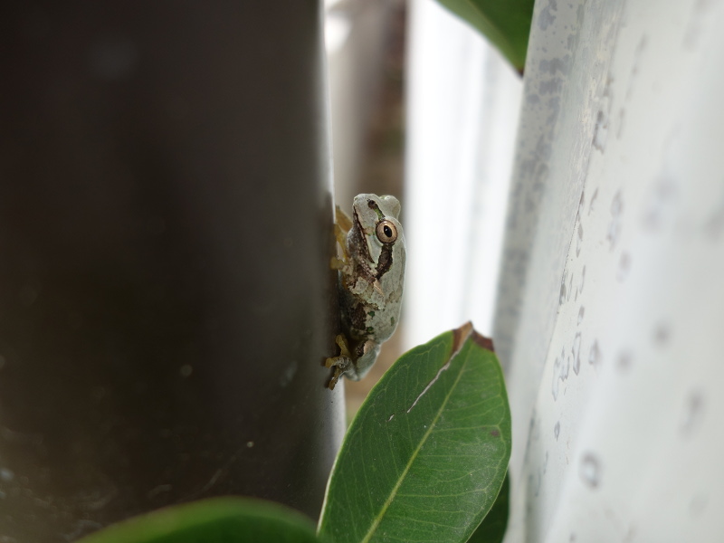 トタン板の壁の塗装の色になったアマガエル