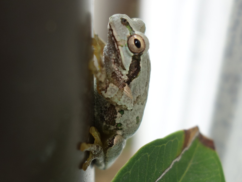 トタン板の壁の塗装の色になったアマガエル