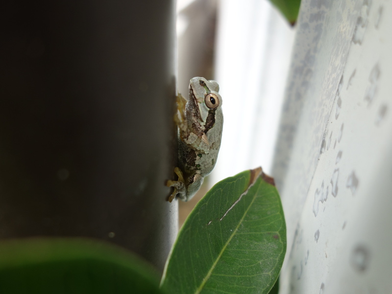 トタン板の壁の塗装の色になったアマガエル