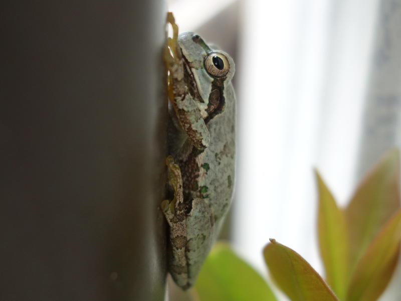 トタン板の壁の塗装の色になったアマガエル
