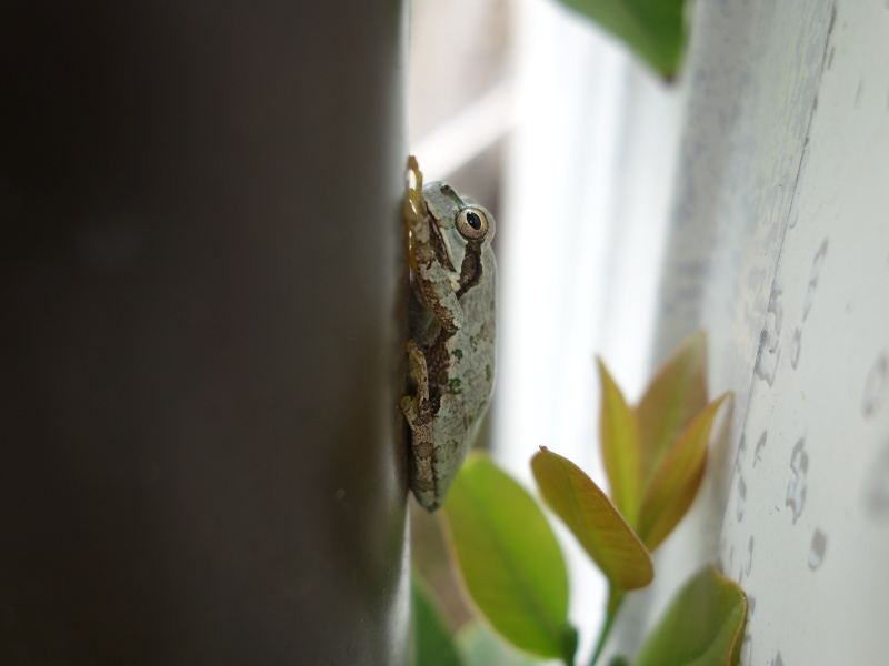 トタン板の壁の塗装の色になったアマガエル