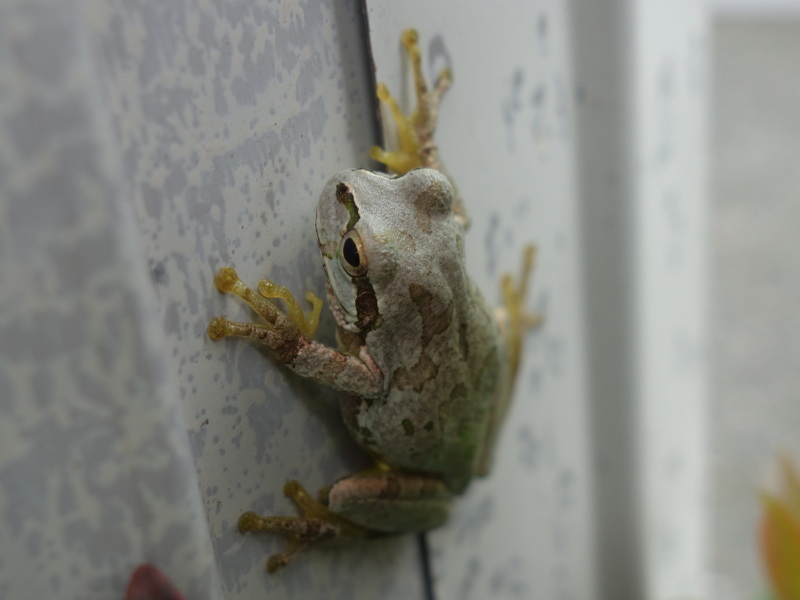 トタン板の壁の塗装の色になったアマガエル