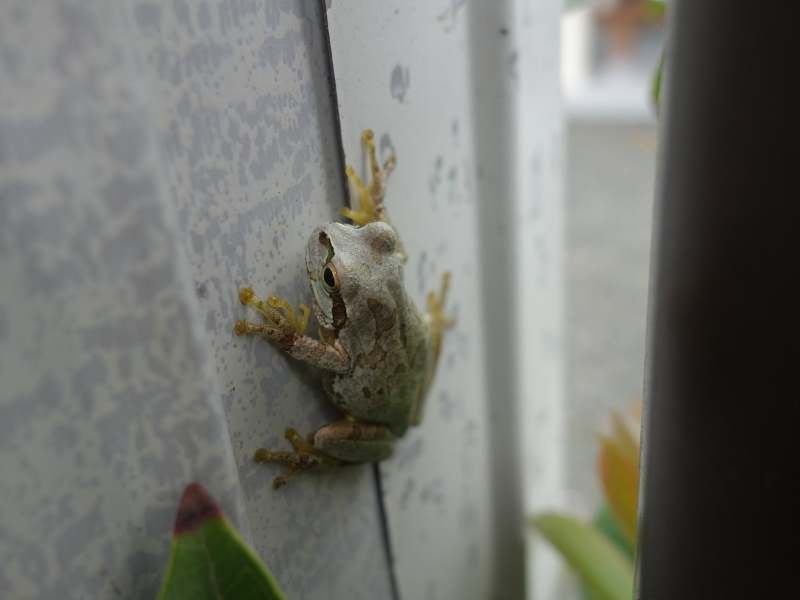 トタン板の壁の塗装の色になったアマガエル
