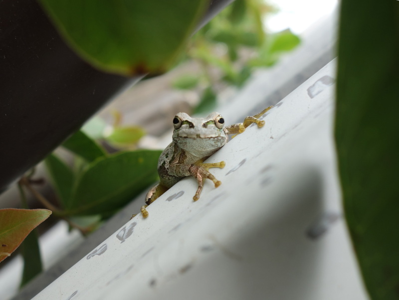 トタン板の壁の塗装の色になったアマガエル