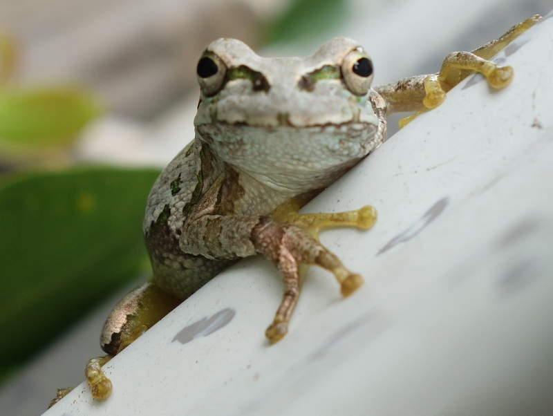 トタン板の壁の塗装の色になったアマガエル