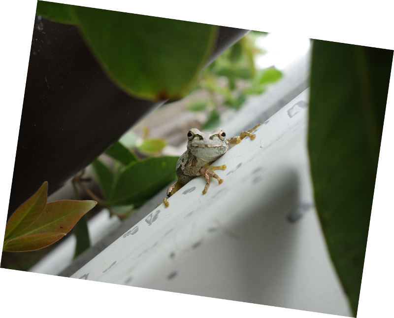 トタン板の壁の塗装の色になったアマガエル