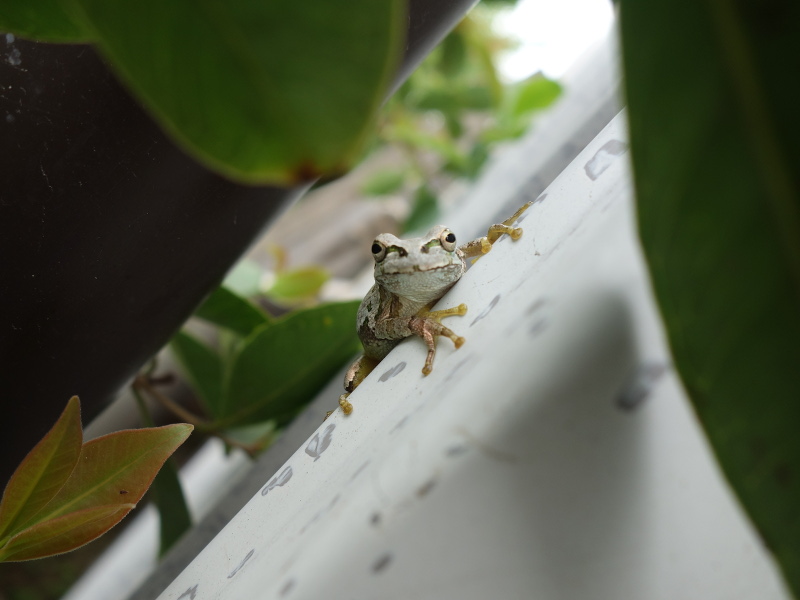 トタン板の壁の塗装の色になったアマガエル