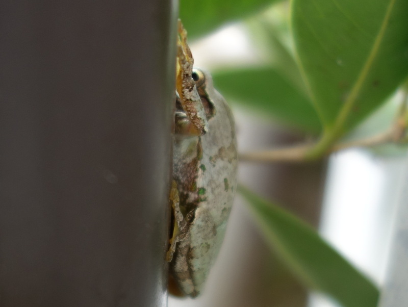 トタン板の壁の塗装の色になったアマガエル