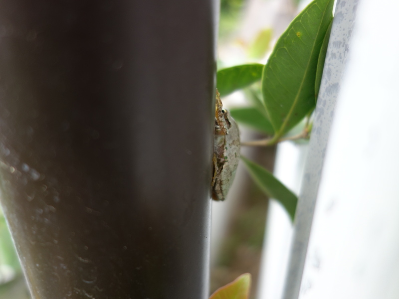 トタン板の壁の塗装の色になったアマガエル